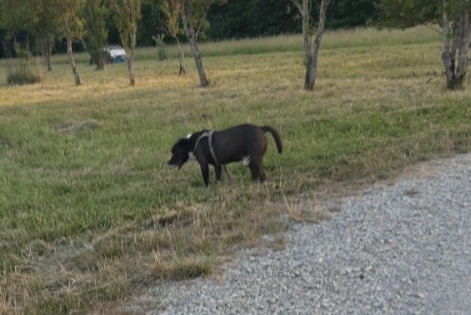 Fundmeldung Hund Männliche Trenal Frankreich