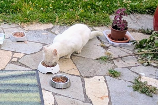 Fundmeldung Katze Unbekannt Pleuven Frankreich Fundmeldung Katze Unbekannt Pleuven Frankreich