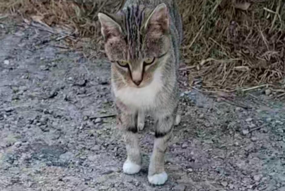 Alerte Découverte Chat Inconnu Sideville France Alerte Découverte Chat Inconnu Sideville France