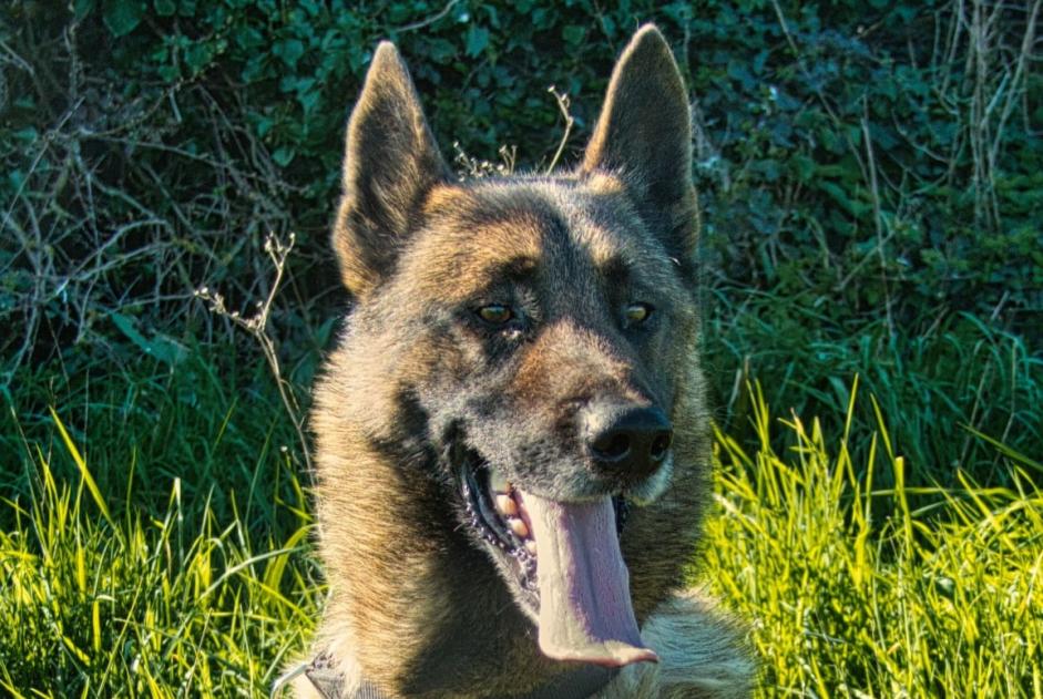 Alerta desaparecimento Cão Macho , 5 anos Bégard France Alerta desaparecimento Cão Macho , 5 anos Bégard France