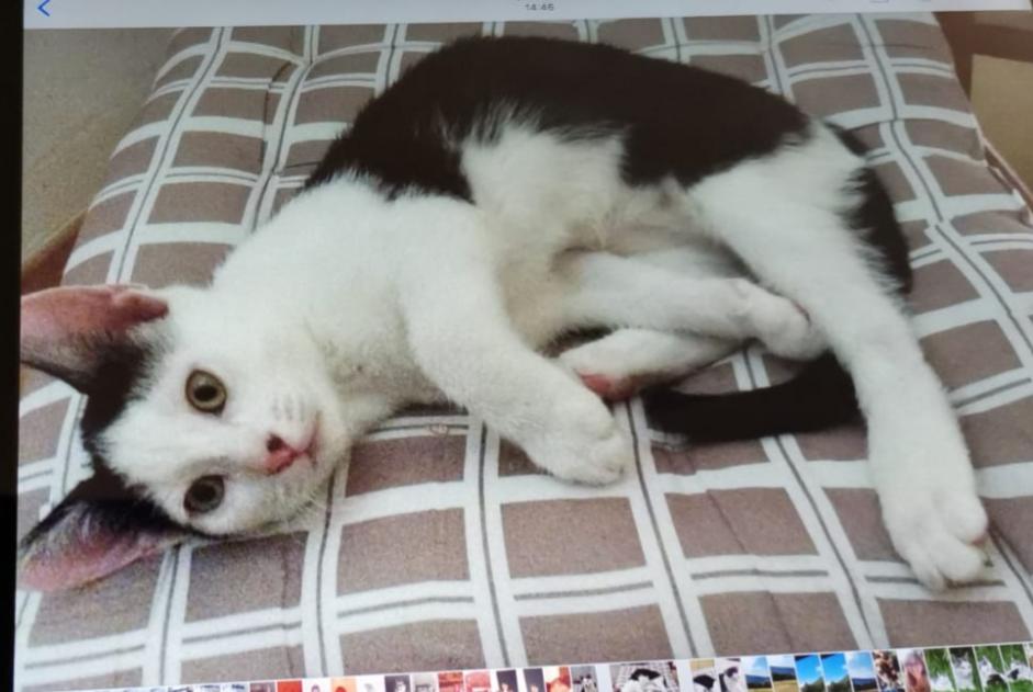 Alerta desaparecimento Gato Macho , 1 anos Neublans-Abergement France
