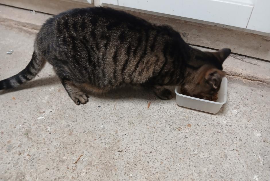 Alerta descoberta Gato Fêmea Le Grand-Pressigny France